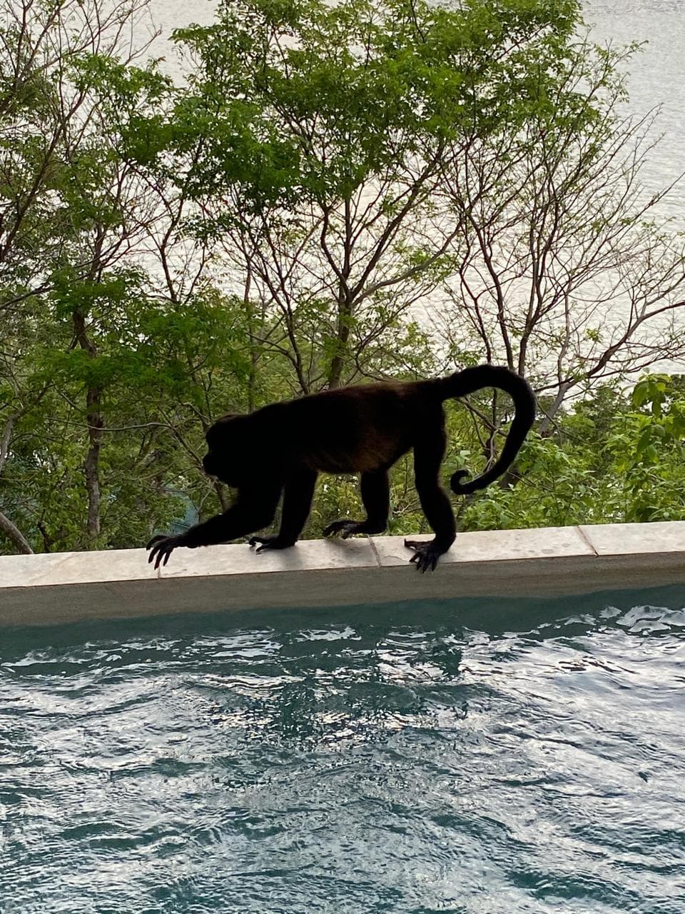 Howler monkey visiting the jacuzzi at sunrise